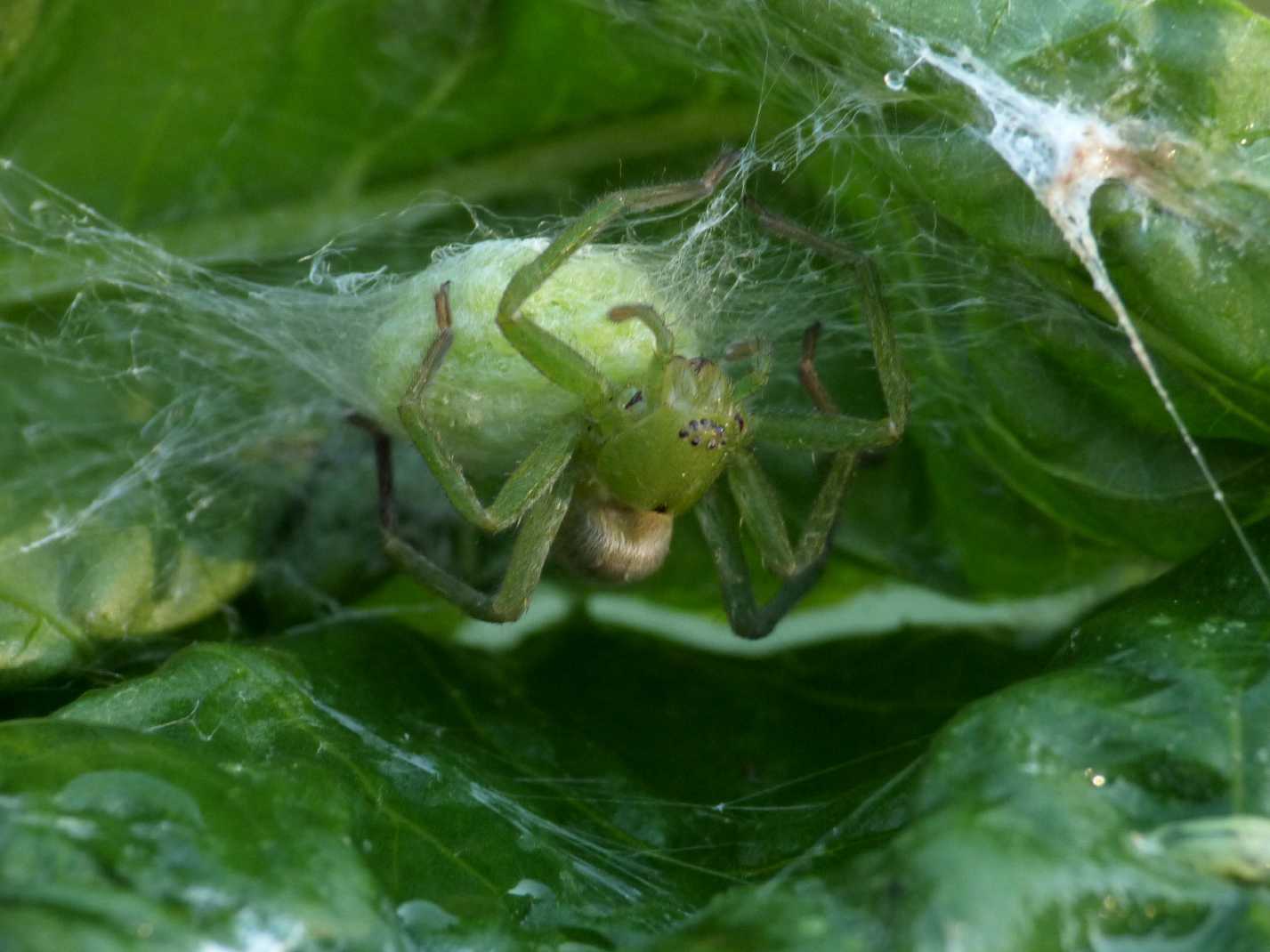 Micrommata ligurina con ovisacco